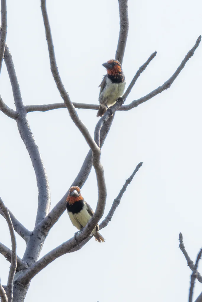 黑领拟啄木鸟(Lybius torquatus)