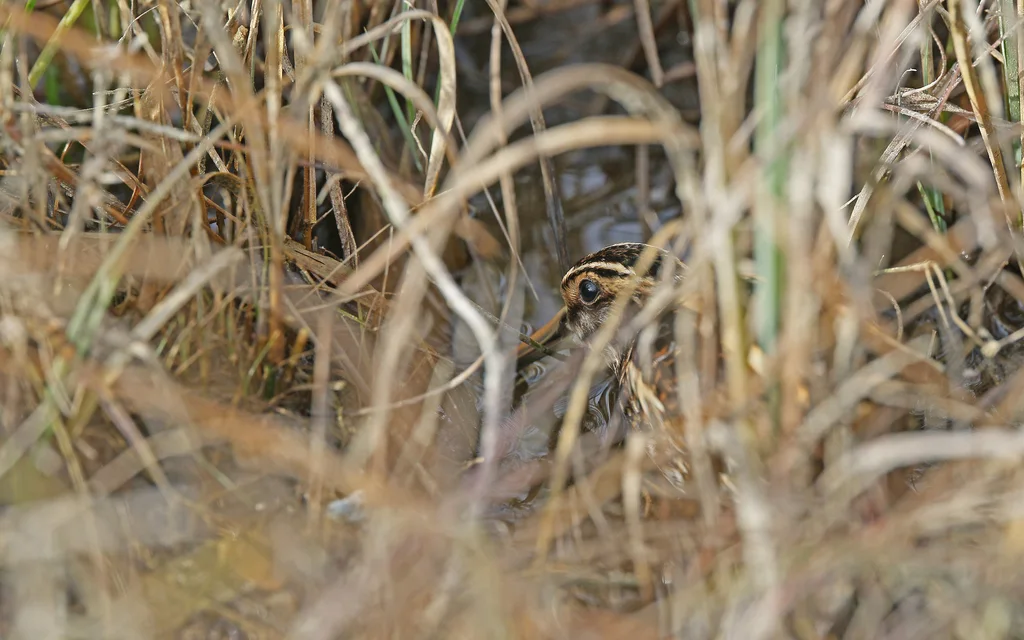 姬鹬(Lymnocryptes minimus)
