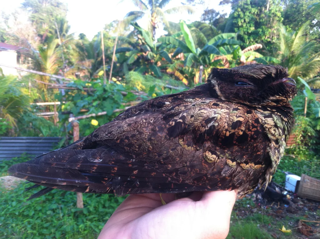 马来毛腿夜鹰(Lyncornis temminckii)