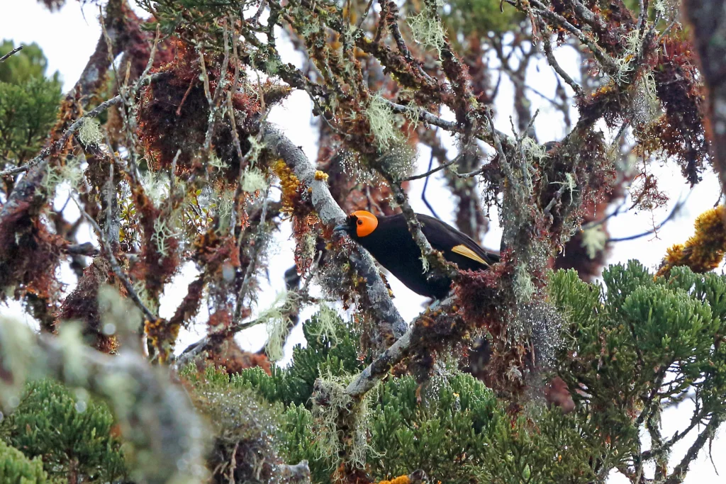 麦氏饮蜜鸟(Macgregoria pulchra)
