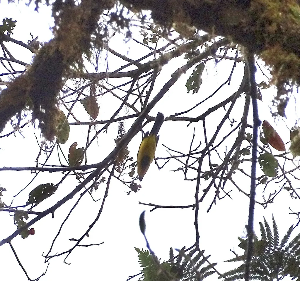 黑胸船嘴鹟(Machaerirhynchus nigripectus)