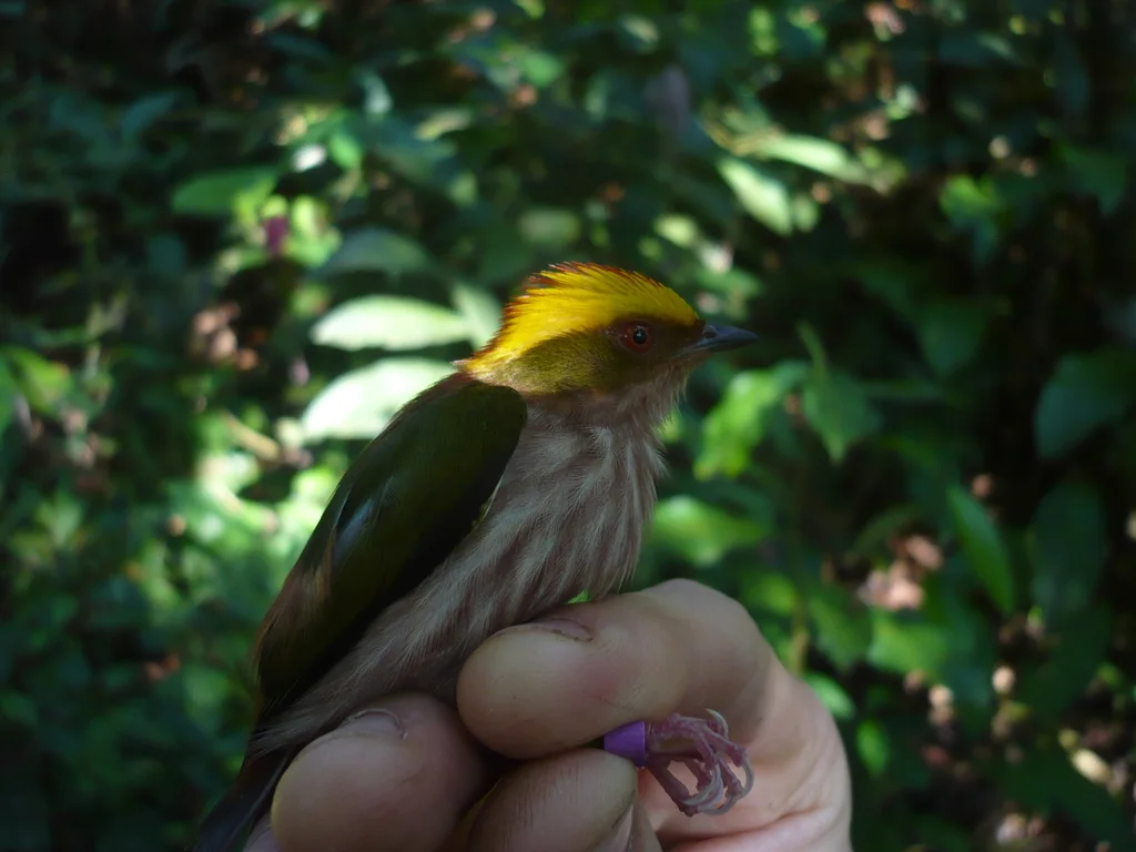 朱顶娇鹟(Machaeropterus pyrocephalus)