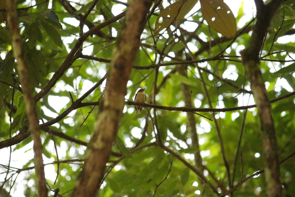 纹娇鹟(Machaeropterus regulus)