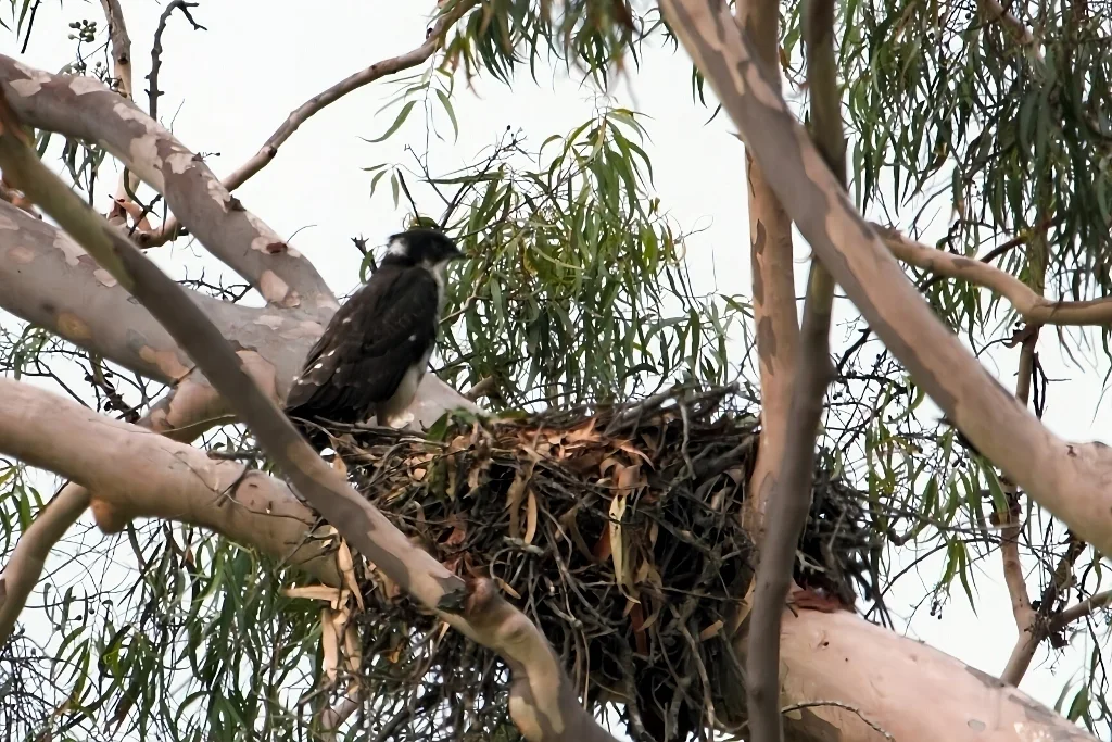 食蝠鸢(Macheiramphus alcinus)