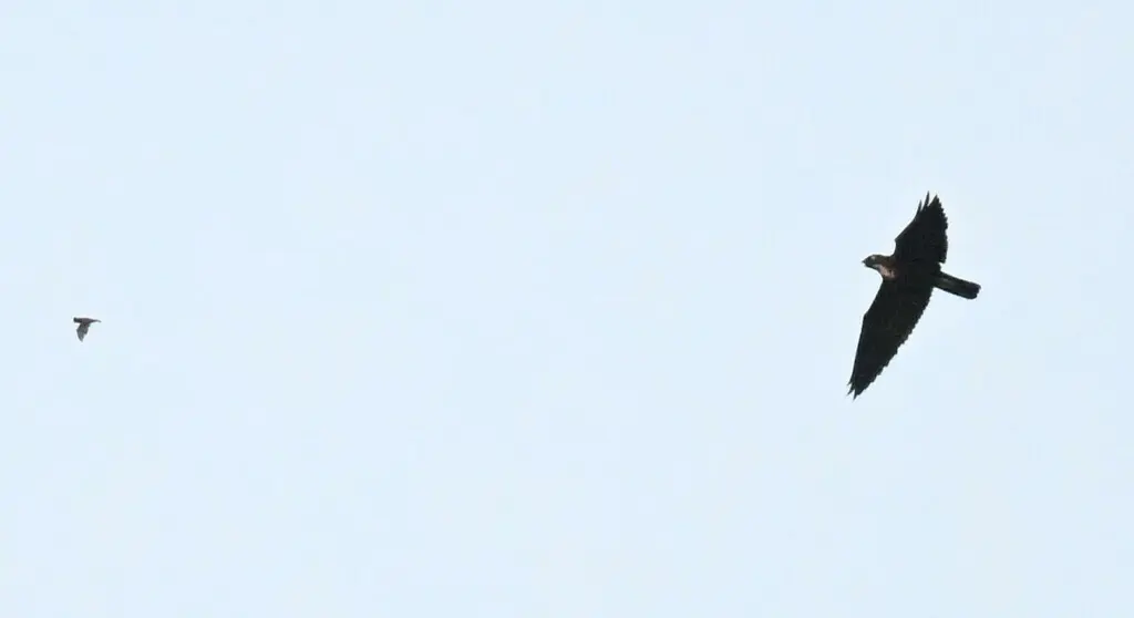 食蝠鸢(Macheiramphus alcinus)