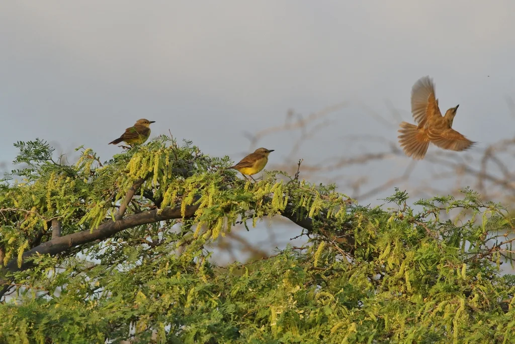 牛霸鹟(Machetornis rixosa)