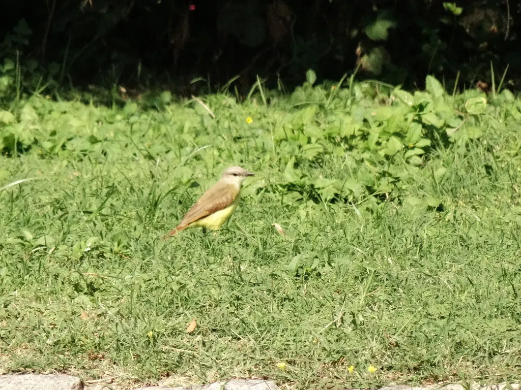 牛霸鹟(Machetornis rixosa)