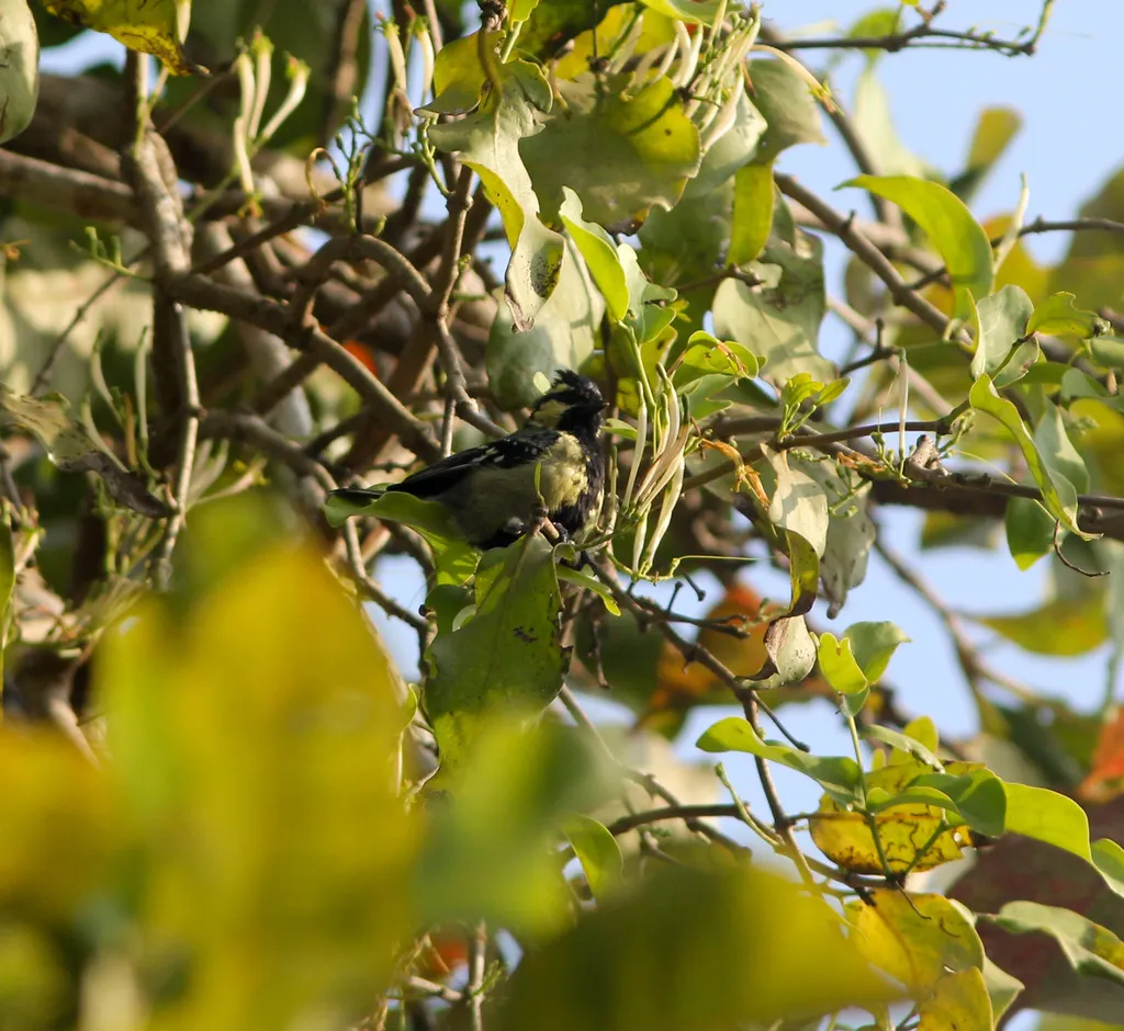印度眼纹黄山雀(Machlolophus aplonotus)