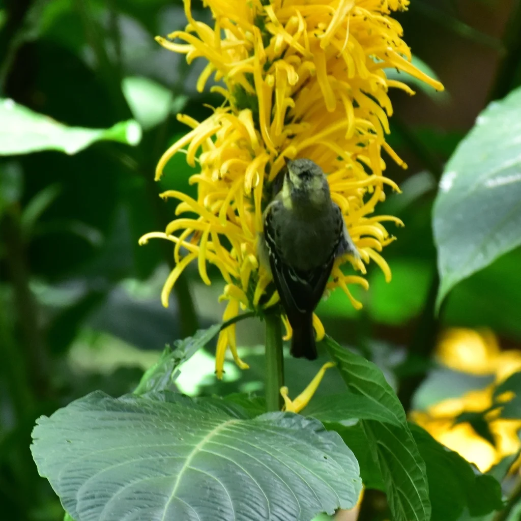 印度眼纹黄山雀(Machlolophus aplonotus)