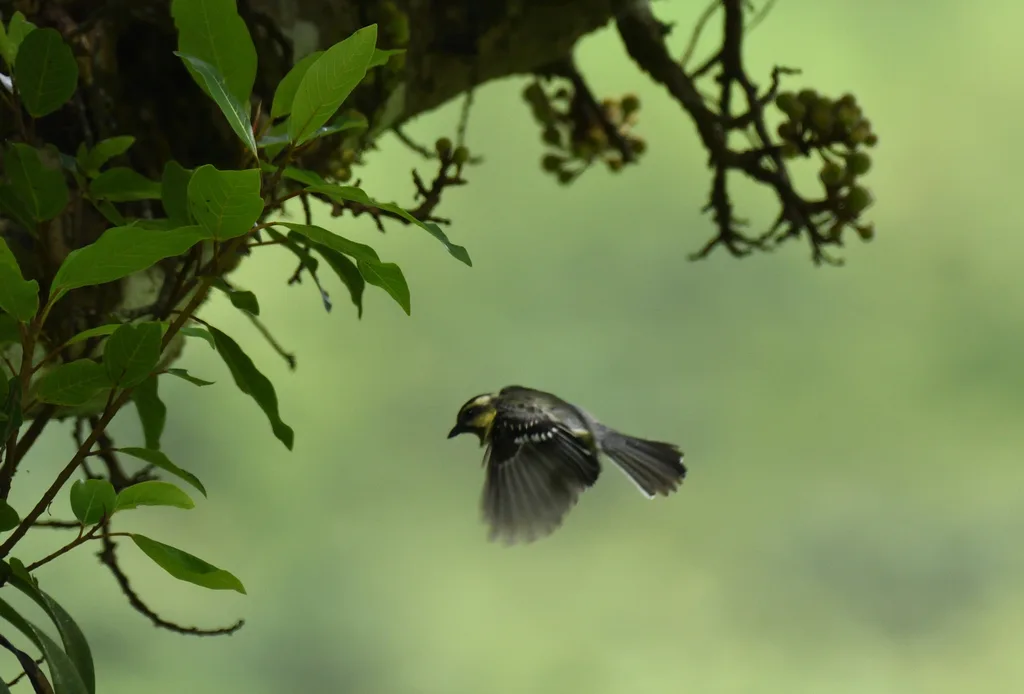 印度眼纹黄山雀(Machlolophus aplonotus)