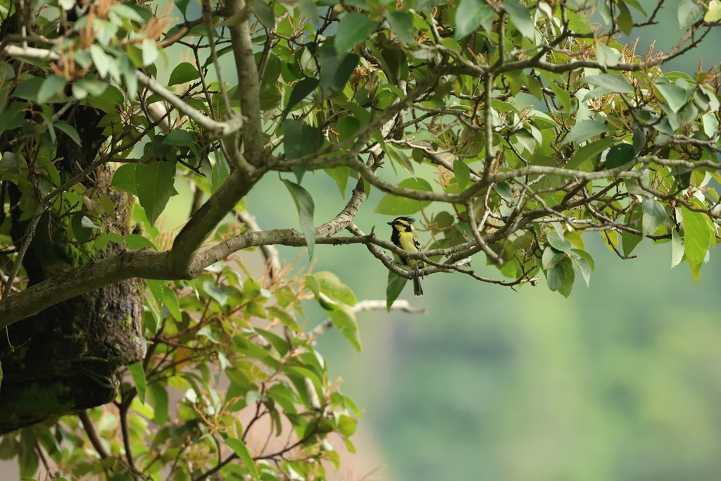 眼纹黄山雀(Machlolophus xanthogenys)