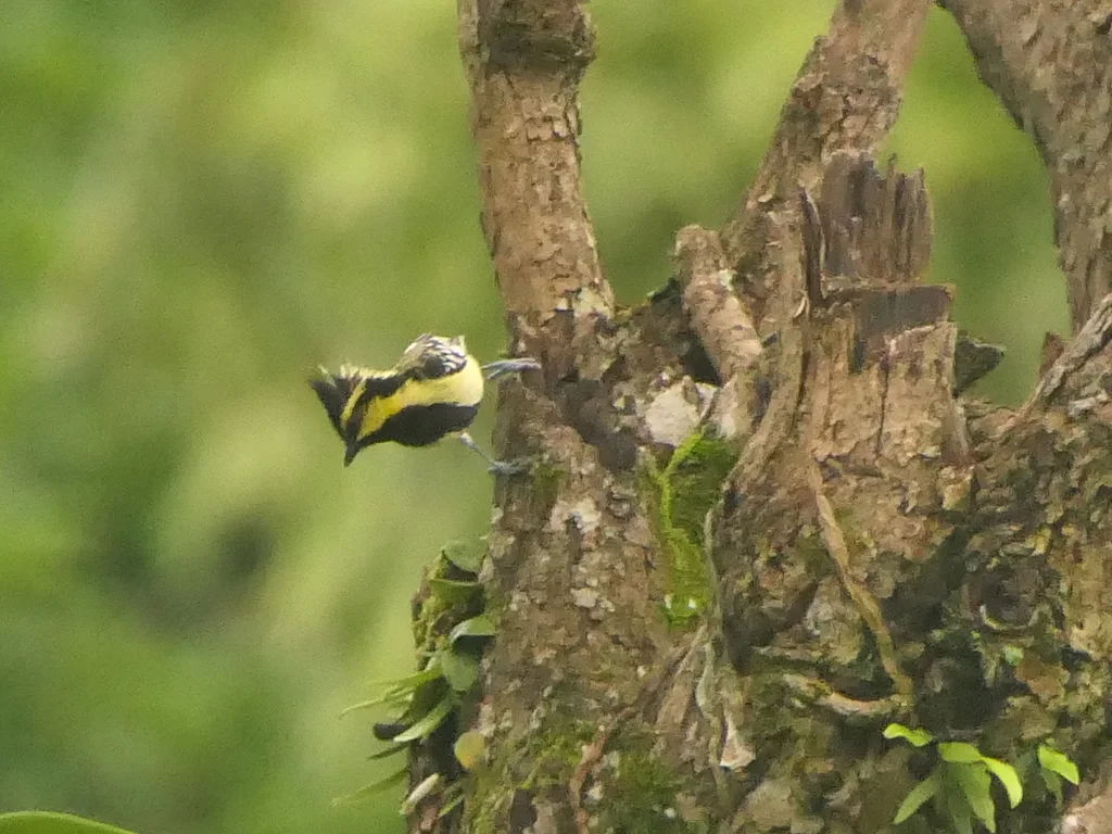 眼纹黄山雀(Machlolophus xanthogenys)