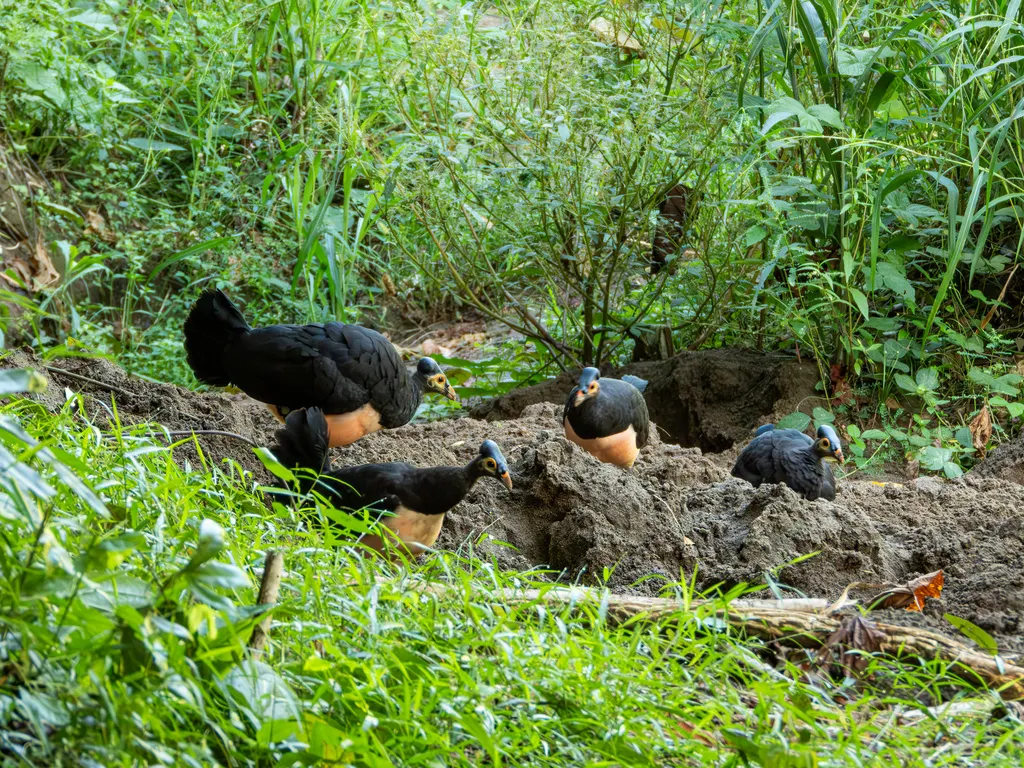 塚雉(Macrocephalon maleo)