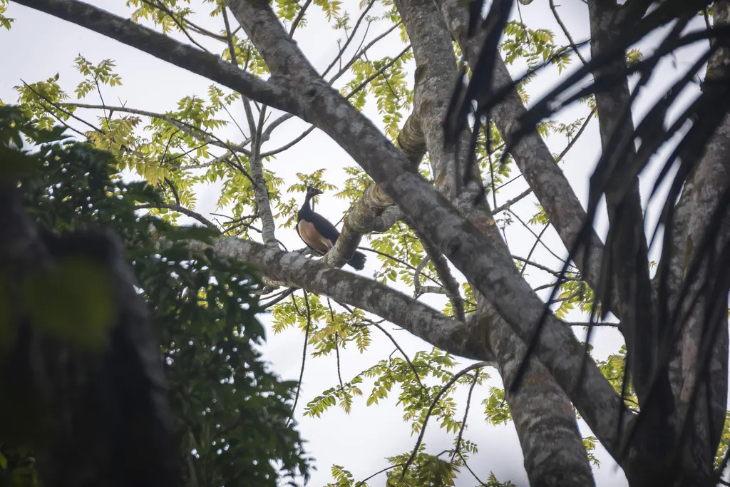 塚雉(Macrocephalon maleo)
