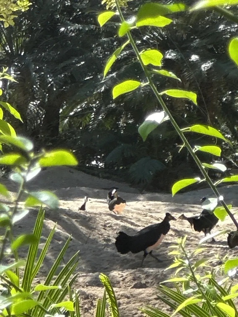 塚雉(Macrocephalon maleo)