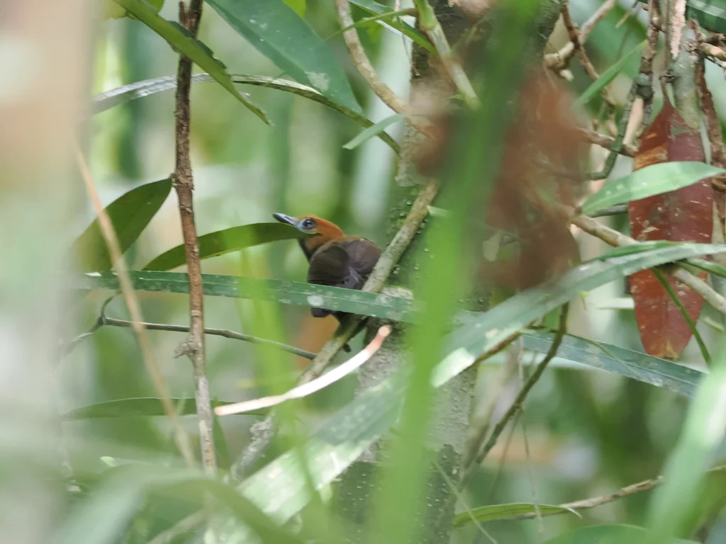 绒背纹胸鹛(Macronus ptilosus)