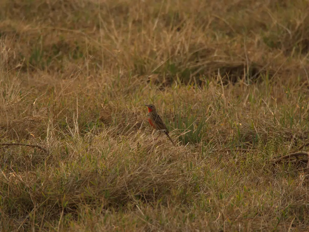 红胸长爪鹡鸰(Macronyx ameliae)