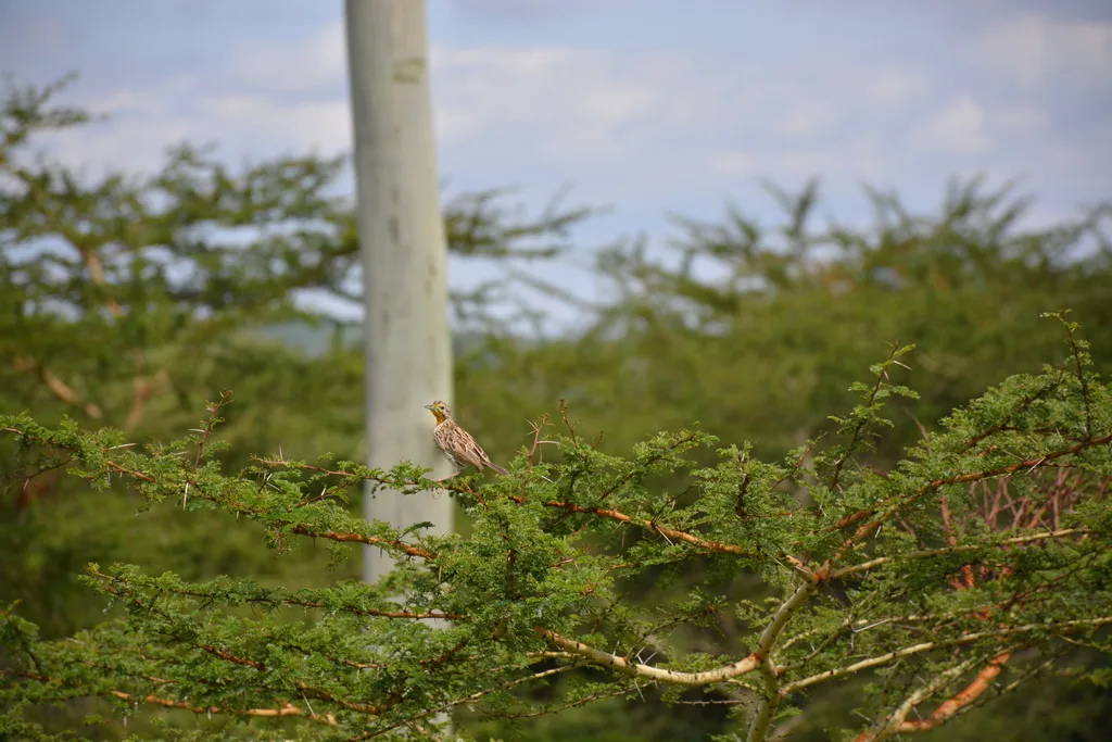 桔红长爪鹡鸰(Macronyx aurantiigula)