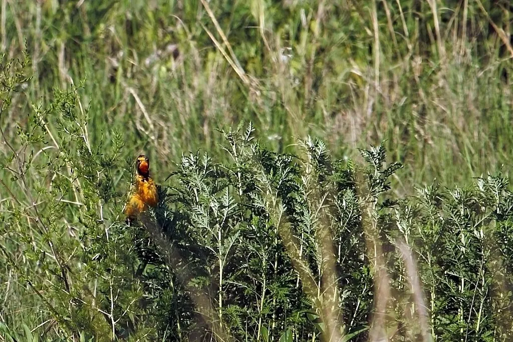 橙喉长爪鹡鸰(Macronyx capensis)