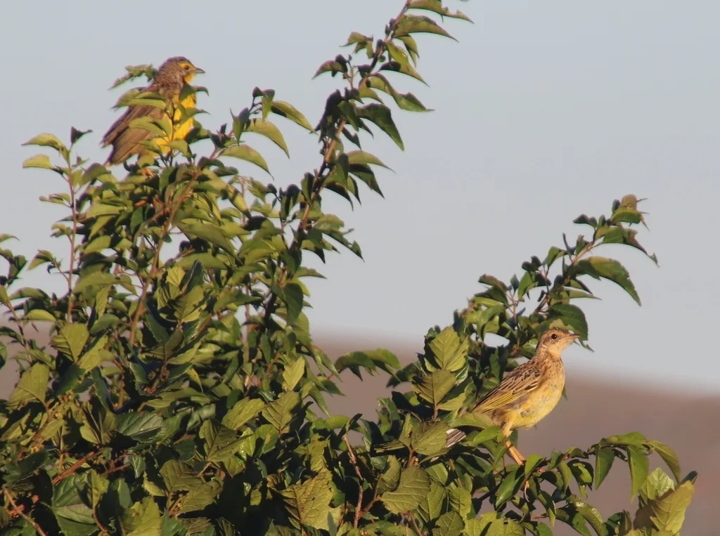 黄喉长爪鹡鸰（Macronyx croceus）