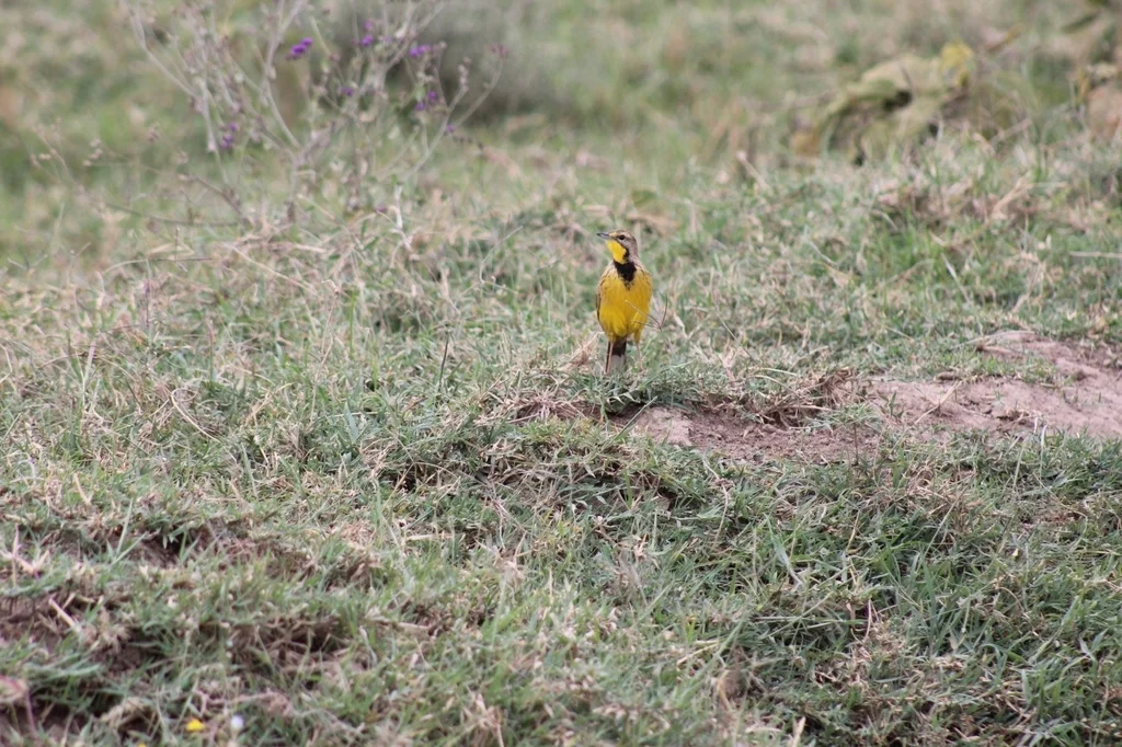黄喉长爪鹡鸰（Macronyx croceus）