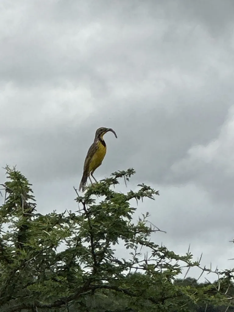 黄喉长爪鹡鸰（Macronyx croceus）