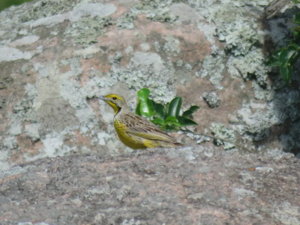 黄喉长爪鹡鸰（Macronyx croceus）
