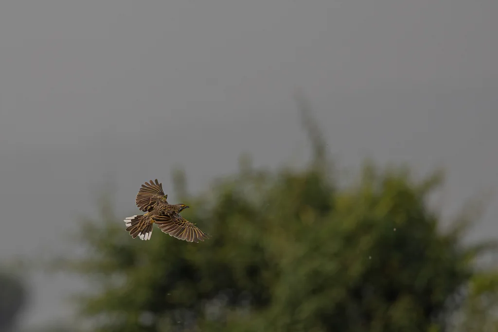 黄喉长爪鹡鸰（Macronyx croceus）