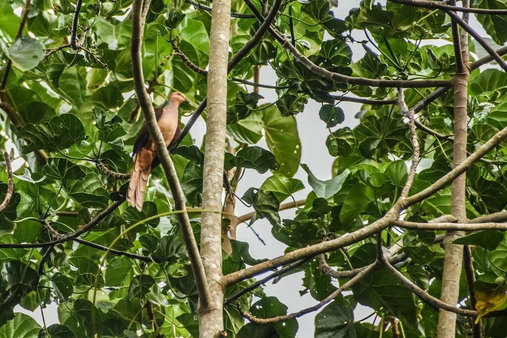 红胸鹃鸠(Macropygia amboinensis)