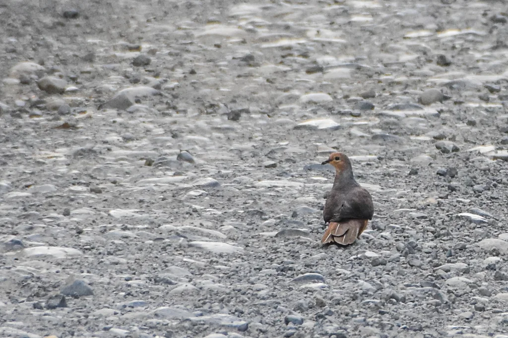红胸鹃鸠(Macropygia amboinensis)