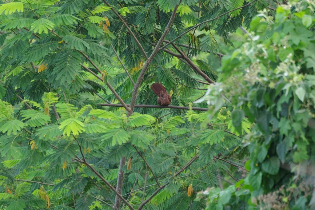 印尼鹃鸠(Macropygia emiliana)