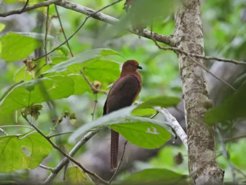 黑嘴鹃鸠