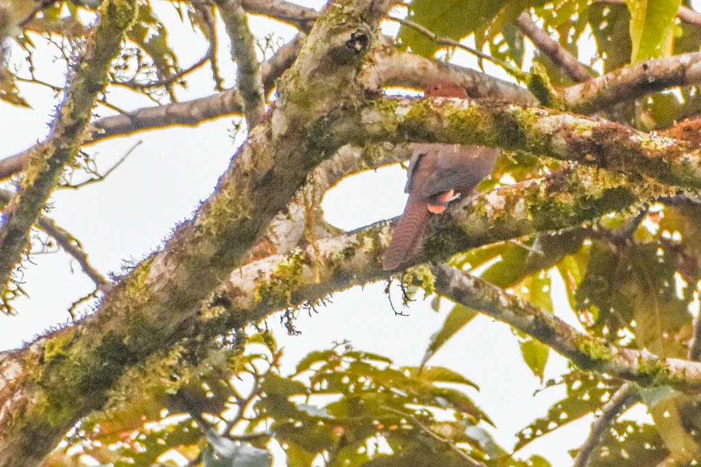 黑嘴鹃鸠(Macropygia nigrirostris)