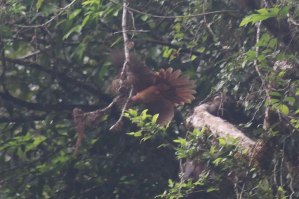 褐鹃鸠(Macropygia phasianella)