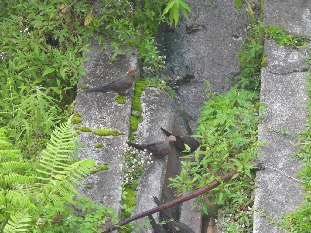 小鹃鸠(Macropygia ruficeps)