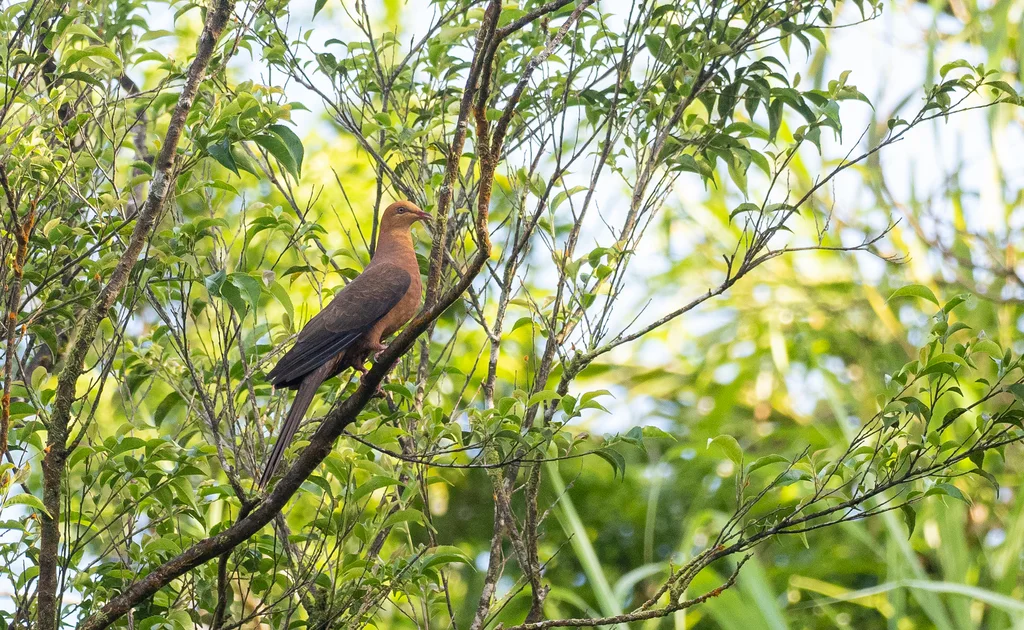 菲律宾鹃鸠（Macropygia tenuirostris）