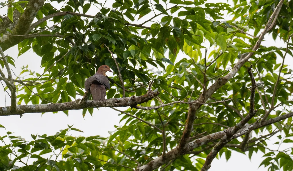 菲律宾鹃鸠（Macropygia tenuirostris）