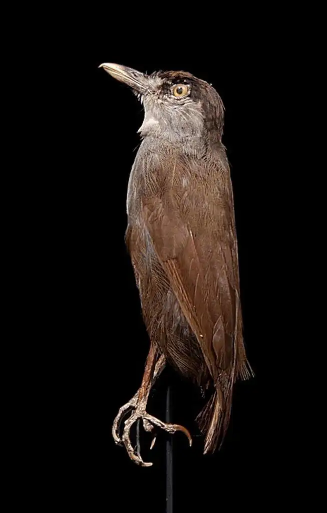 黑眉雅鹛(Malacocincla perspicillata)