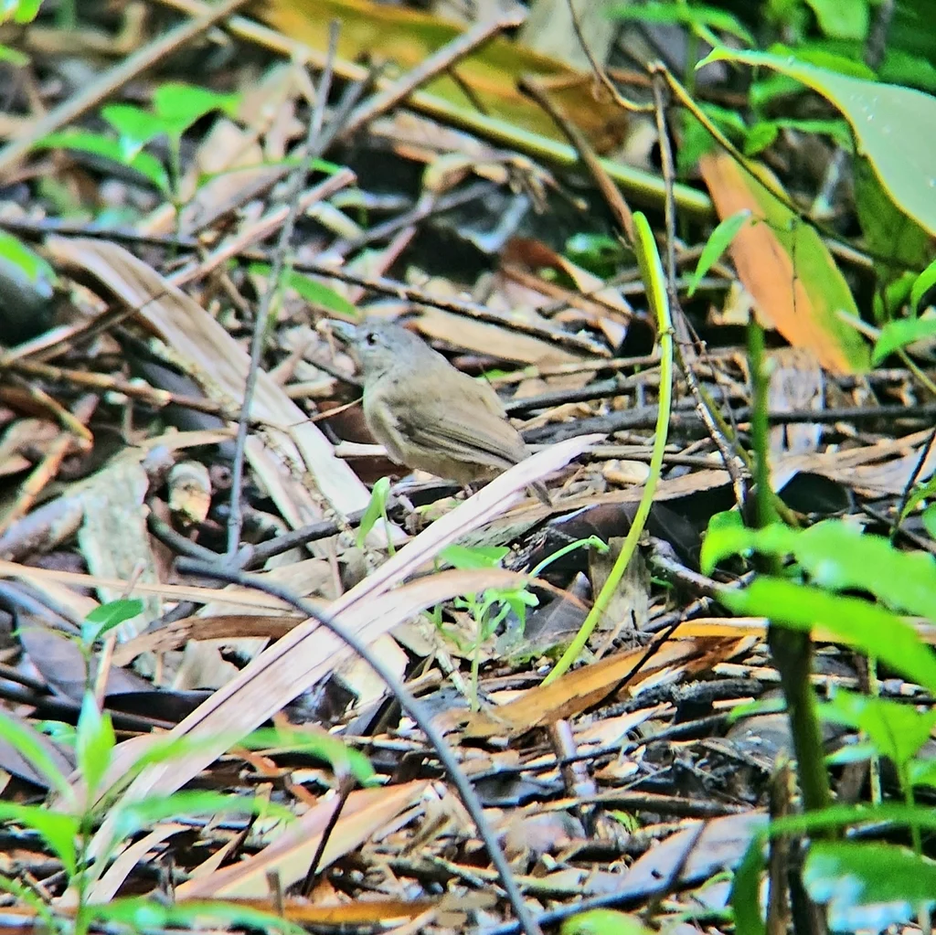 霍氏雅鹛(Malacocincla sepiaria)