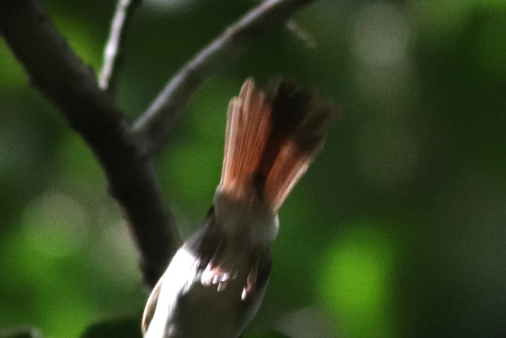 小红头树鹛(Malacopteron cinereum)