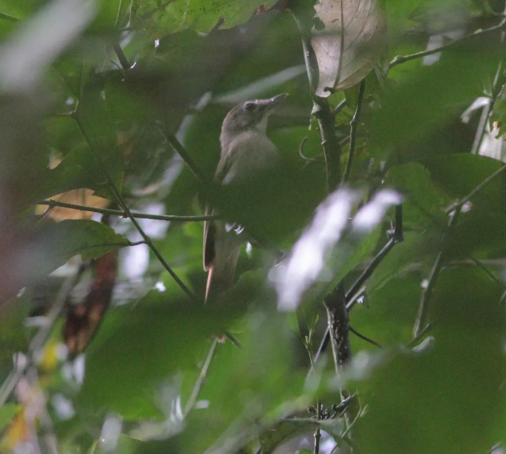须树鹛（Malacopteron magnirostre）