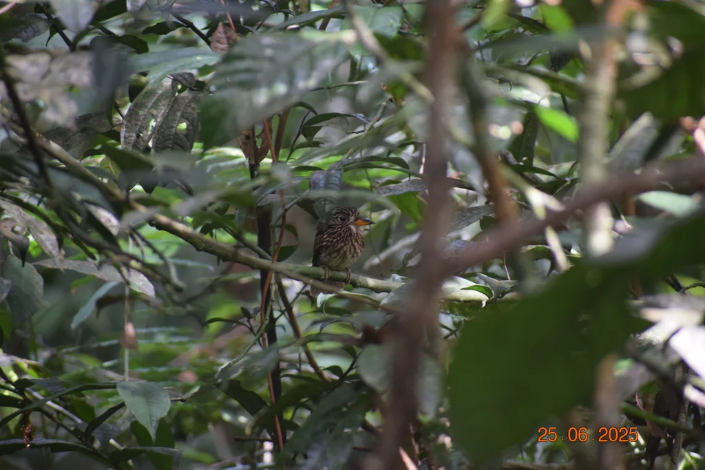 白胸蓬头䴕(Malacoptila fusca)