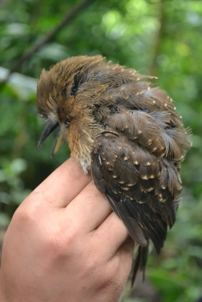 须蓬头䴕(Malacoptila mystacalis)