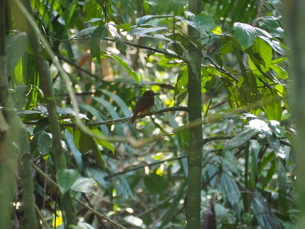 白须蓬头䴕(Malacoptila panamensis)