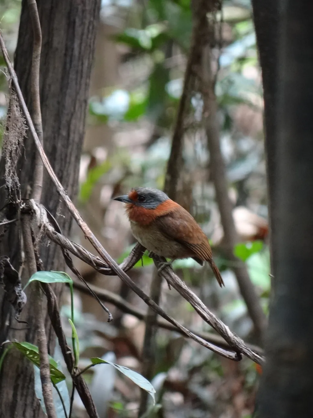 棕颈蓬头䴕(Malacoptila rufa)