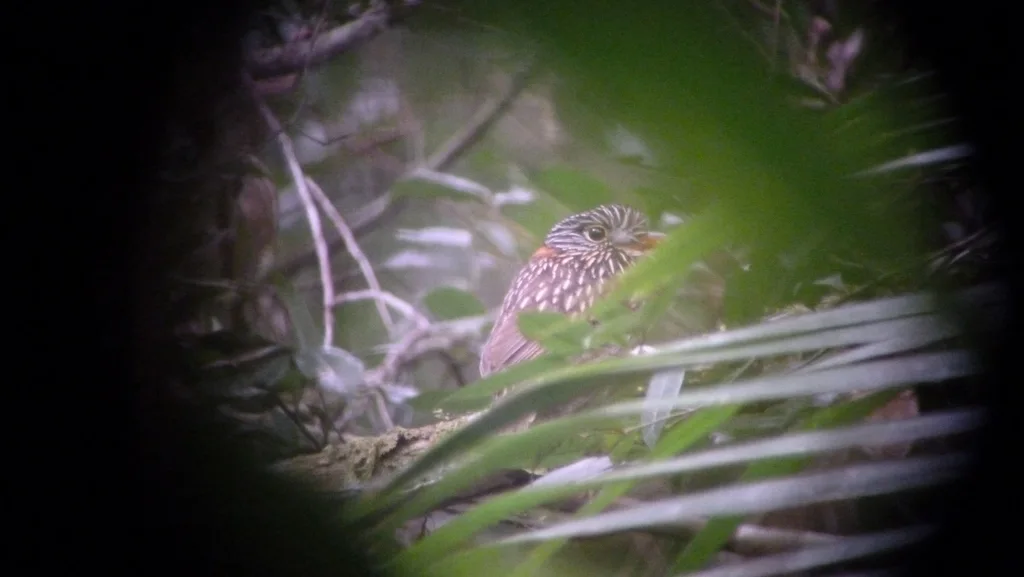 半领蓬头䴕(Malacoptila semicincta)