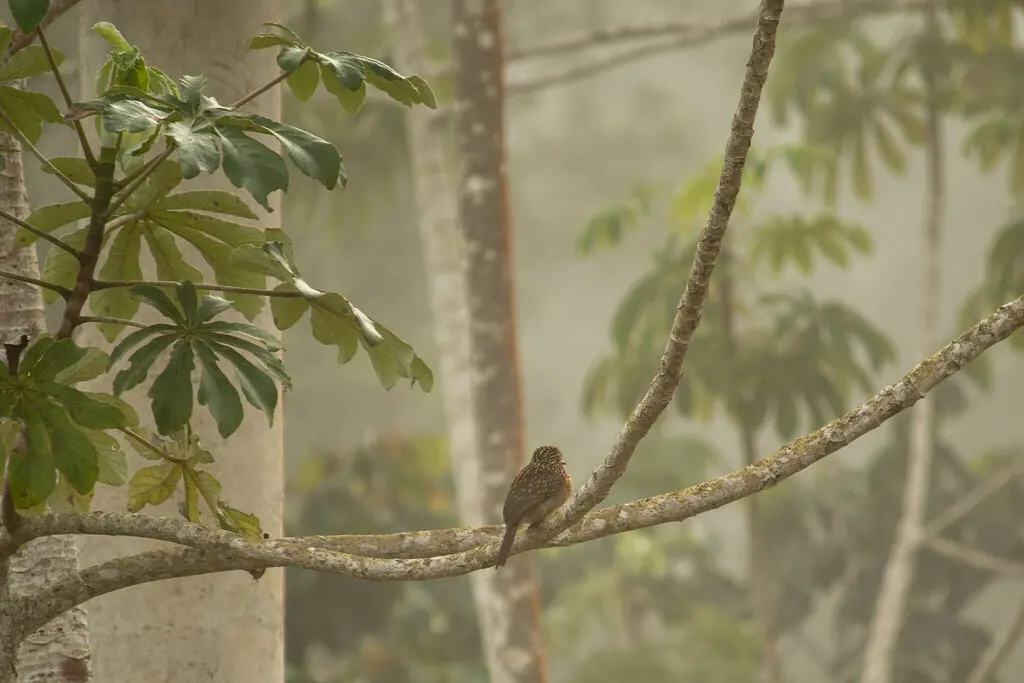 月胸蓬头䴕(Malacoptila striata)