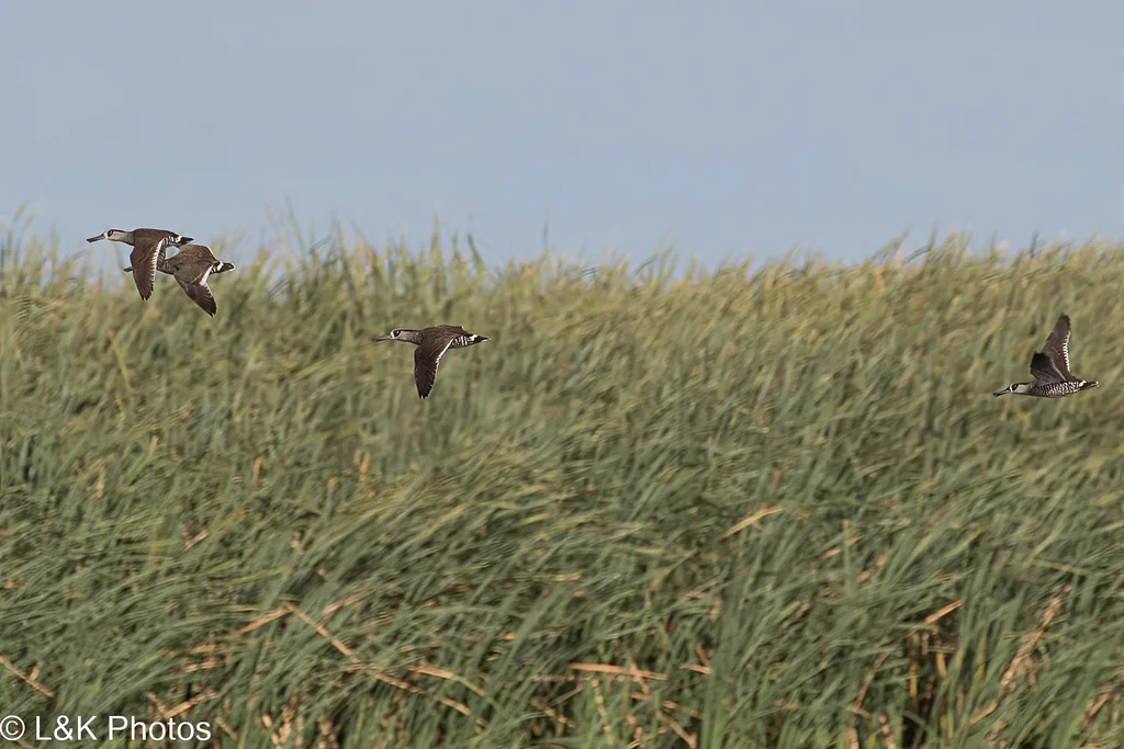 红耳鸭(Malacorhynchus membranaceus)