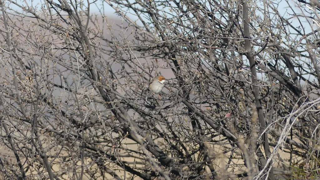 棕耳鹪莺(Malcorus pectoralis)