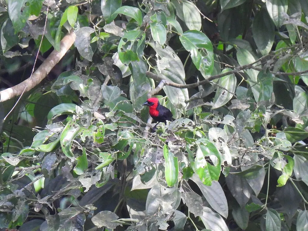 冠精织雀(Malimbus malimbicus)